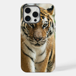 Tigre marchant en forêt