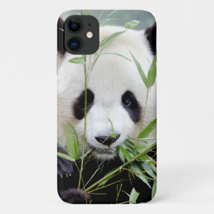 Coque Photo géant panda, panda geant , animaux.