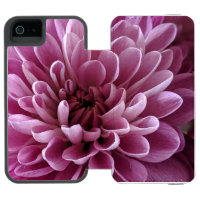 Conception de photo de fleur de chrysanthème rose