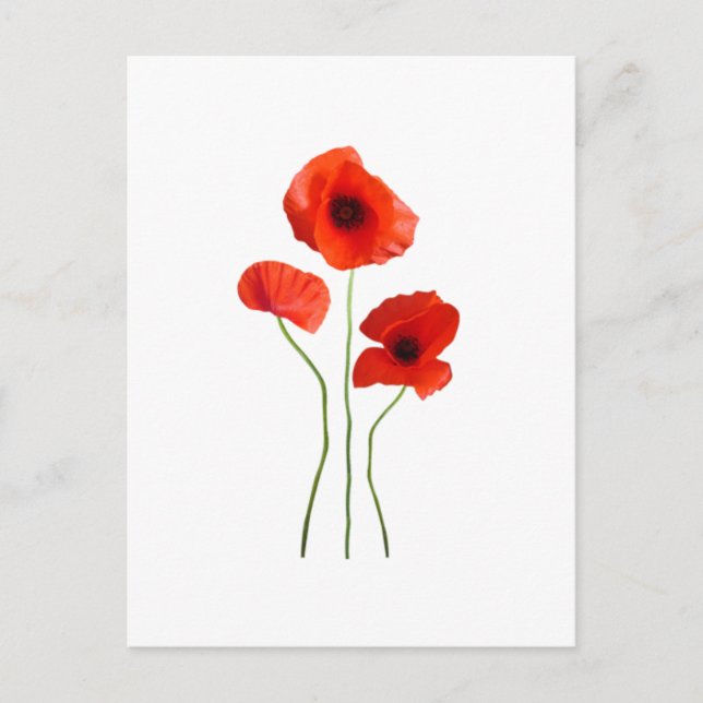 Coquelicot-Mohn Postkarte (Vorderseite)