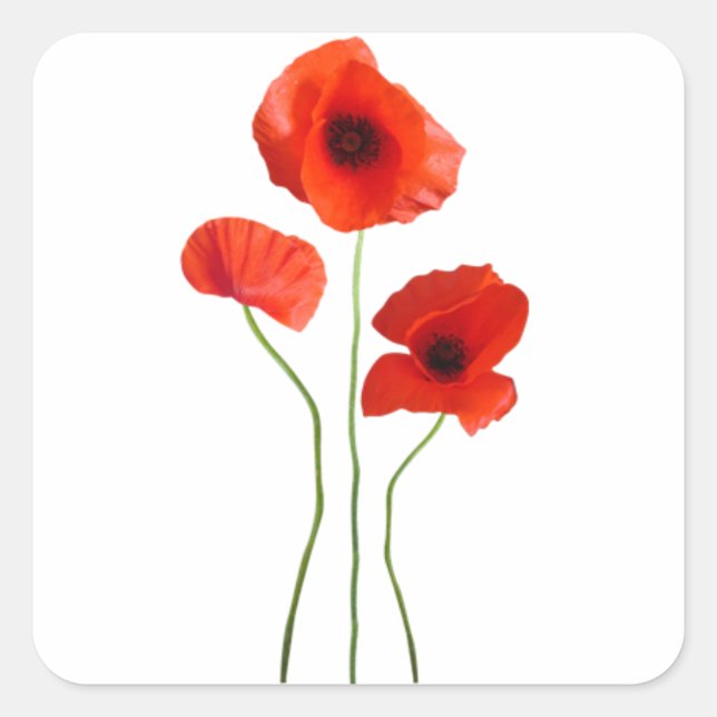 Coquelicot-Poppy Quadratischer Aufkleber (Vorderseite)