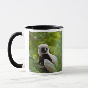 Coquerel-Sifaka im Wald 2 Tasse