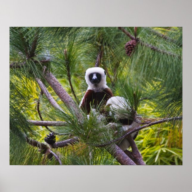 Coquerel-Sifaka im Wald Poster (Vorne)