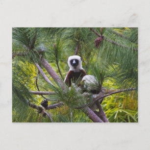 Coquerel-Sifaka im Wald Postkarte