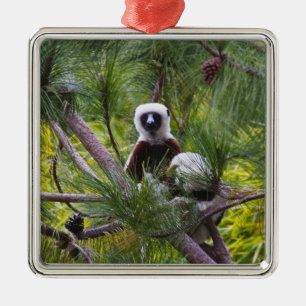 Coquerel-Sifaka im Wald Silbernes Ornament