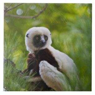 Coquerels Sifaka im Wald 2 Fliese