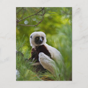 Coquerels Sifaka im Wald 2 Postkarte