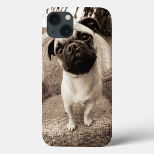 iPhone 13 Coque A Pug with its Head Titled to the Side