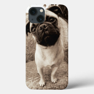 Etui iPhone 13 A Pug with its Head Titled to the Side