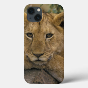 Case-Mate iPhone Case Africa, Kenya. Portrait of a lion.
