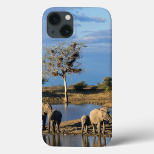 Etui iPhone 13 African Bush Elephants (Loxodonta Africana)