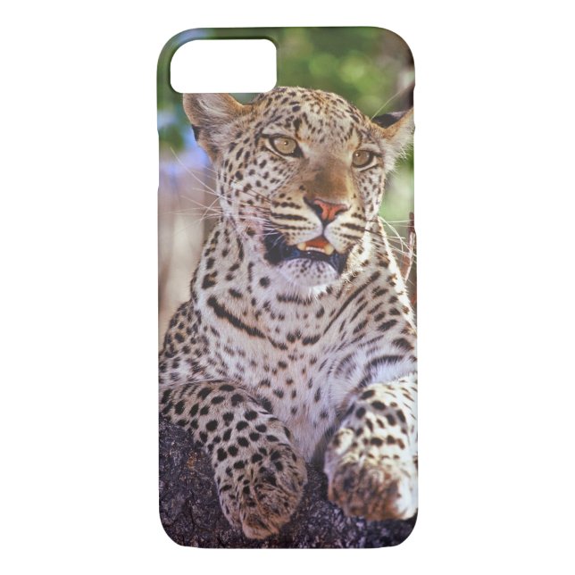 Coques Case-Mate iPhone Afrique, Botswana, delta de l'Okvango, léopard sau (Dos)
