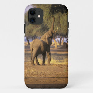 Etui iPhone Case-Mate Afrique, Kenya, Masaï Mara. Eléphant (Loxodonta)