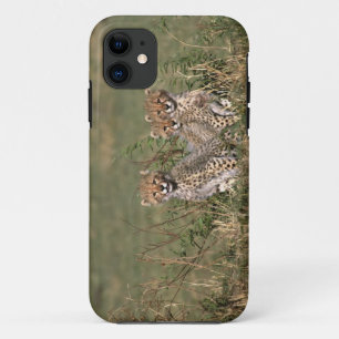 Etui iPhone Case-Mate Afrique ; Kenya ; Masai Mara ; Trois bébés guépard