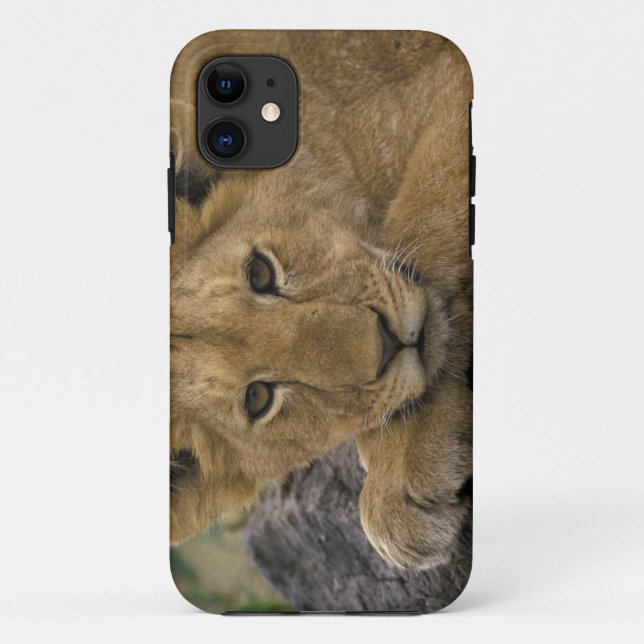 Coques Case-Mate iPhone Afrique, Kenya. Portrait de lion. (Dos)