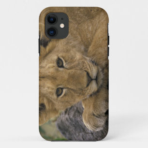 Coque Case-Mate Pour iPhone Afrique, Kenya. Portrait d'un lion.