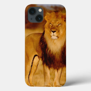 Coques Pour iPhone Afrique, Namibie, Okonjima. Lion mâle solitaire