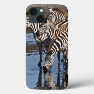 Etui iPhone 13 Afrique. Tanzanie. Zèbres buvant à Ndutu