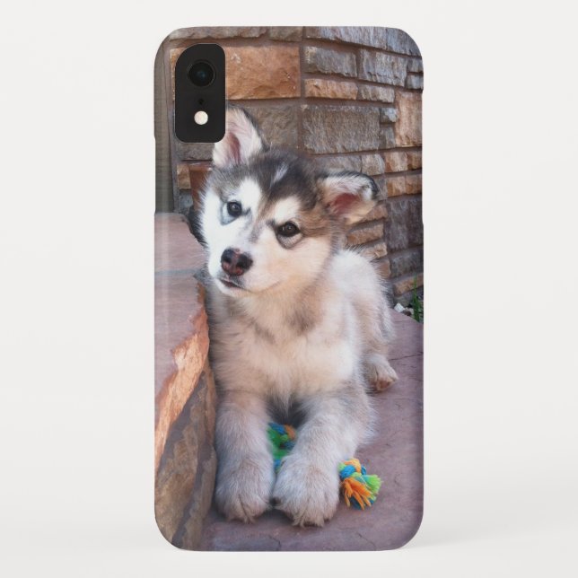 Coques Case-Mate iPhone Alaskan Malamute Puppy Head Tilt Photographie (Dos)
