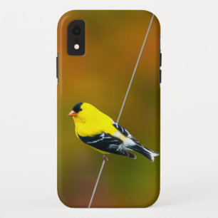 Case-Mate iPhone Case American Goldfinch - Photo originale