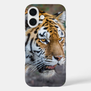 Coques iPhone 16 Amur tiger