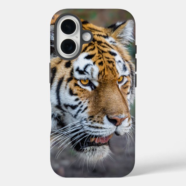 Coques Case-Mate iPhone Amur tiger (Verso)