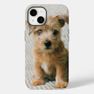 Coque Pour iPhone 14 Animaux de bébés cutest Norfolk Terrier Puppy
