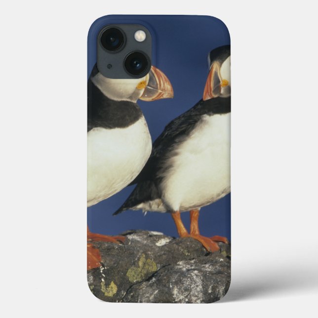 Coques Case-Mate iPhone Arctica de macareux atlantique, de Fratercula), (Verso)