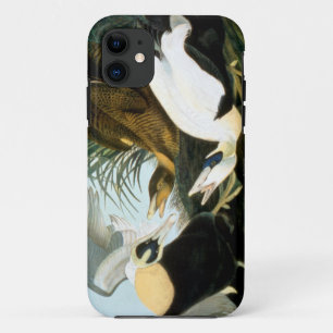 Coques Pour iPhone Audubon : Canard d'Eider