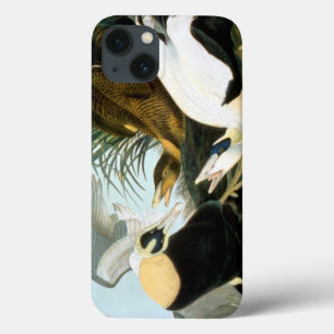 iPhone 13 Case Audubon : Canard d'Eider