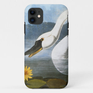 Coques Pour iPhone Audubon : Cygne commun