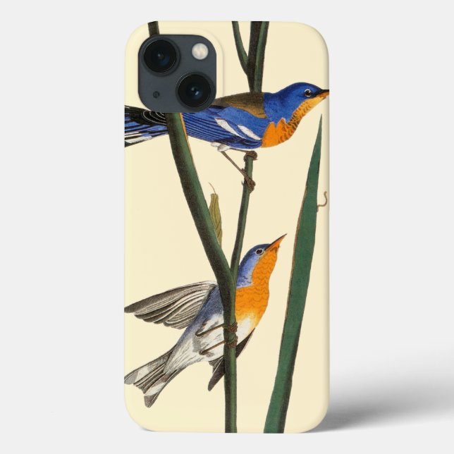 Coques Case-Mate iPhone Audubon : Fauvette (Verso)