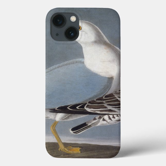 Coques Case-Mate iPhone Audubon : Goéland à anneaux (Verso)