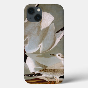 iPhone 13 Coque Audubon : Goéland de Bonaparte
