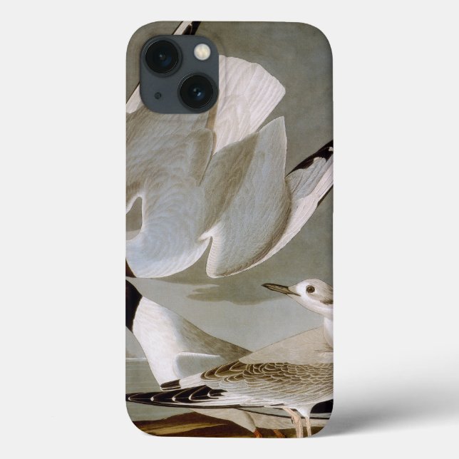 Coques Case-Mate iPhone Audubon : La mouette de Bonaparte (Verso)