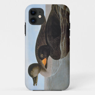Coque iPhone 11 Audubon : Macreuse noire