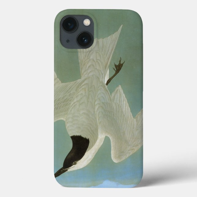 Coques Case-Mate iPhone Audubon : Sterne Mouette-Affichée (Verso)