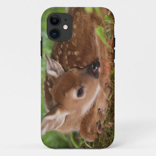 Coque iPhone 11 Bébé de cerfs à queue blanche, Kentucky, âgé de de