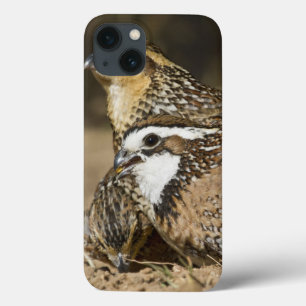 iPhone 13 Coque Bébés du nord de cailles à l'étang pour la boisson