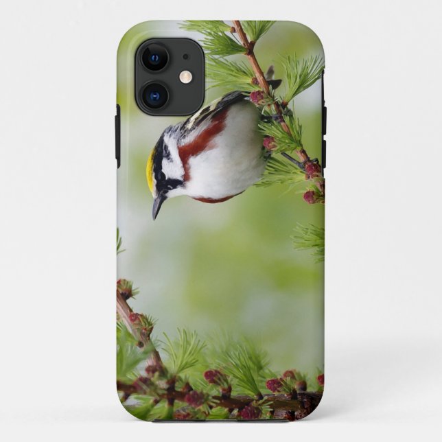 Coques Case-Mate iPhone BIRD grey_iphone (Dos)