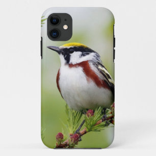 Case-Mate iPhone Case BIRD grey_iphone
