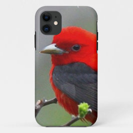 Coque iPhone 11 BIRD red_iphone