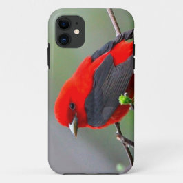 Coque iPhone 11 BIRD red_iphone