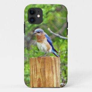 Coque iPhone 11 Bluebird sur un poteau de clôture