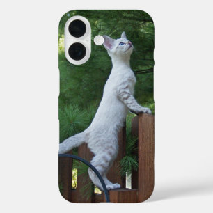 Coques iPhone 16 Boîtier de téléphone de chat Savannah