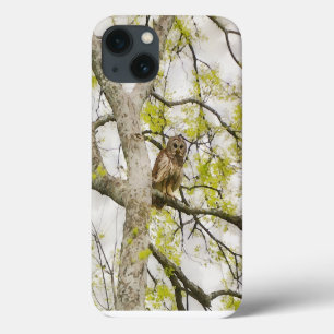 Case-Mate iPhone Case Boîtier téléphonique Owl Art Wild Nature