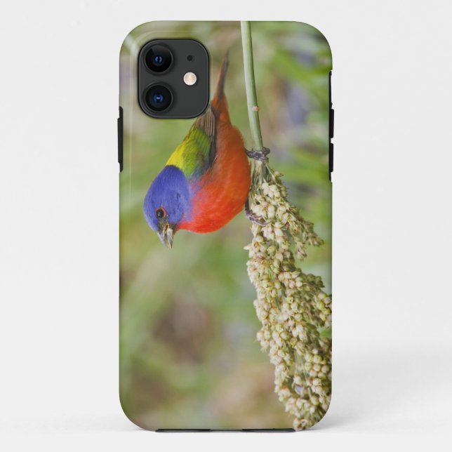 Coques Case-Mate iPhone Bunting peint (ciris passeriens) alimentation mâle (Dos)