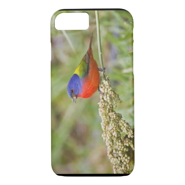 Coques Case-Mate iPhone Bunting peint (ciris passeriens) alimentation mâle (Dos)