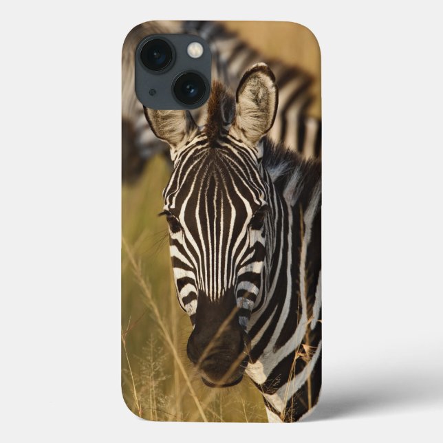 Coques Case-Mate iPhone Burchell's Zebra dans la haute herbe d'été, Masai (Verso)