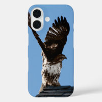 Buse à queue rousse avec ailes Lifted Wildlife Pho